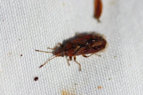 Orsillus depressus